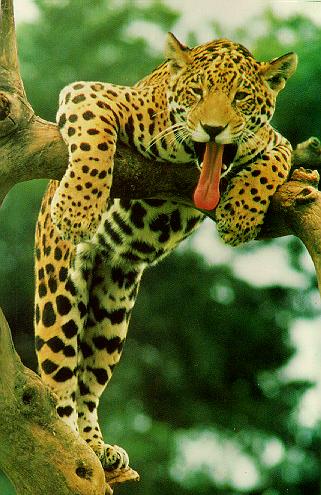 [Image: Jag-Yawning-0nbranch.jpg]